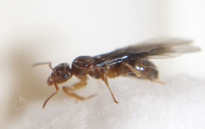 Lasius cf. umbratus queen