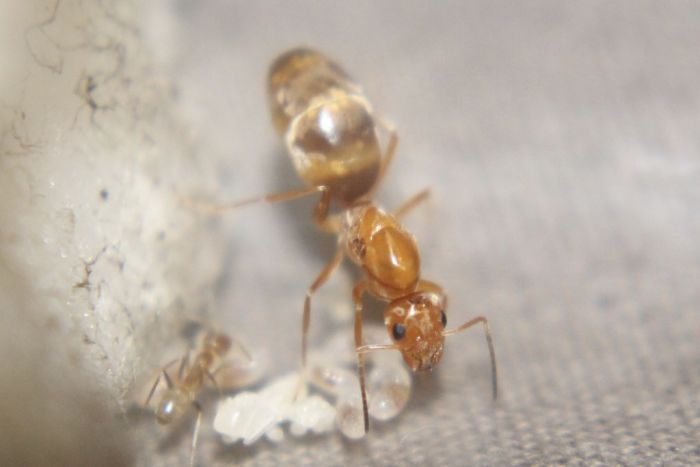 Dorymyrmex bureni