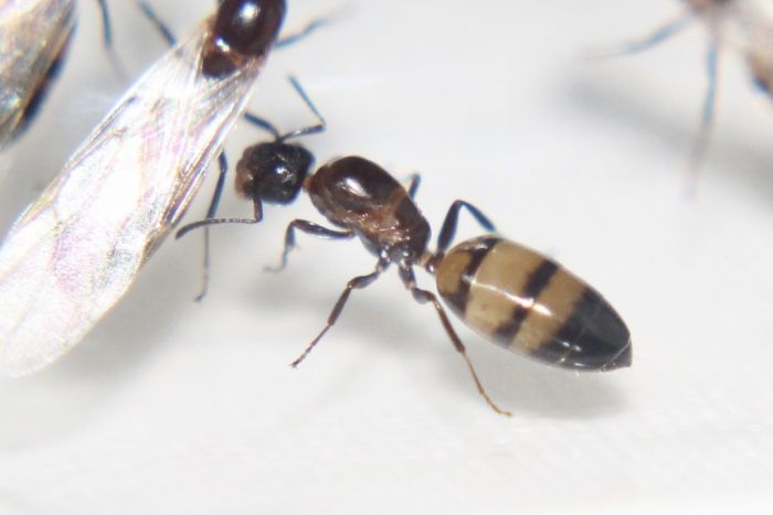 Colobopsis impressa