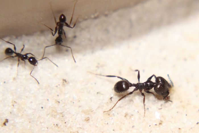 Pheidole obscurithorax