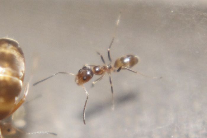 Dorymyrmex bureni nanitic