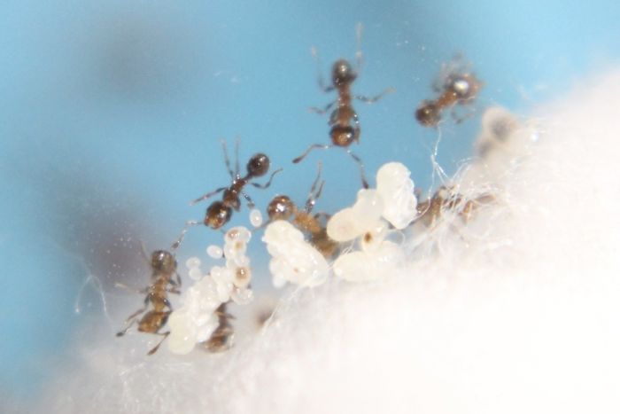 Pheidole bicarinata