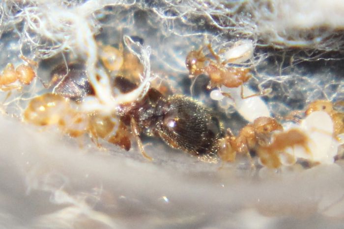 Pheidole navigans