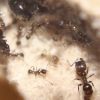 Pheidole obscurithorax