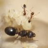 Pheidole megacephala