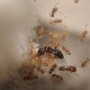 Pheidole navigans