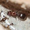 Pheidole obscurithorax