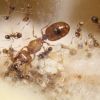 Pheidole bicarinata