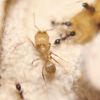 Pheidole obscurithorax