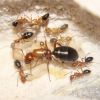 Camponotus discolor