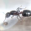 Crematogaster ashmeadi