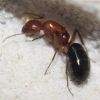 Camponotus decipiens