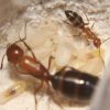 Camponotus decipiens