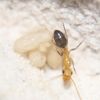 Camponotus decipiens