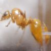 Pheidole morrisii