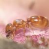 Pheidole bicarinata