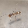 Dorymyrmex bureni nanitic