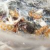 Pheidole navigans