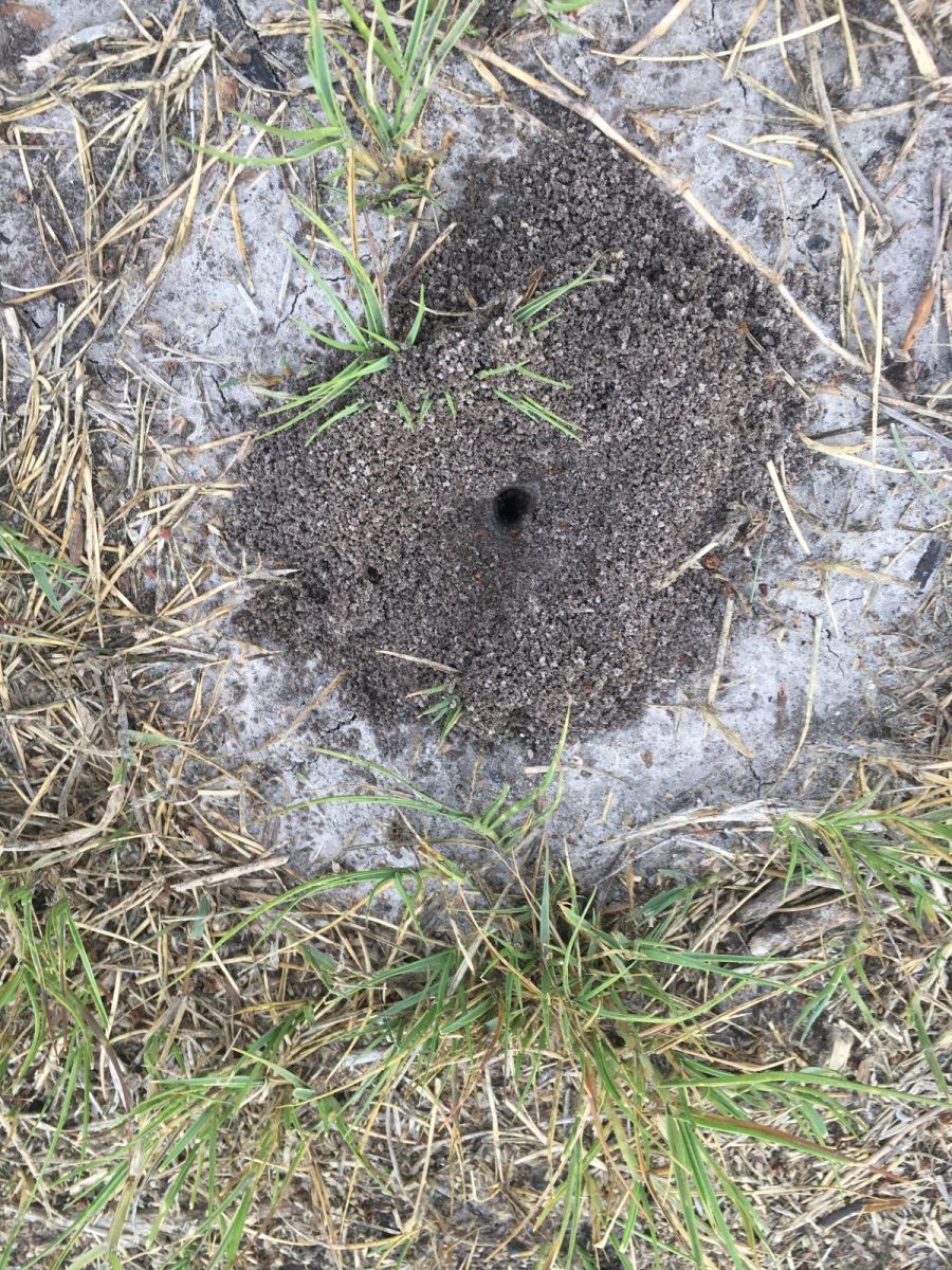 Trying to figure out these Ants Trying to figure out these Ants