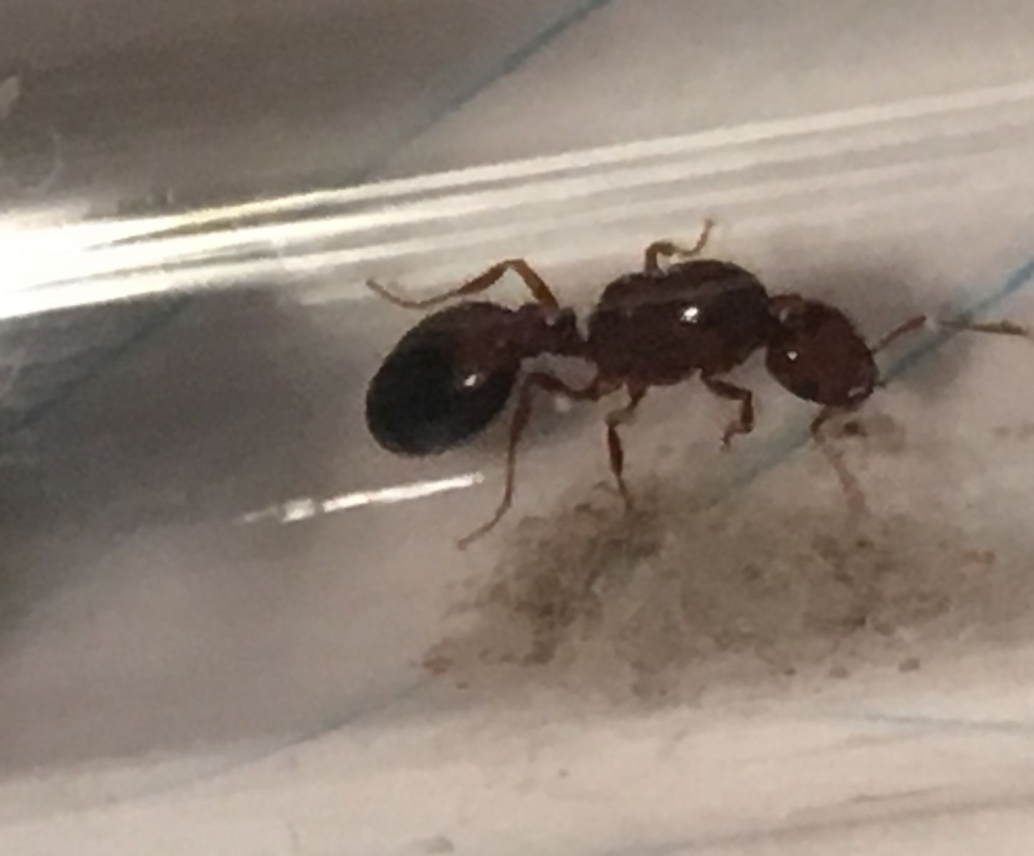 Solenopsis invicta