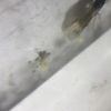IMG 0546