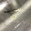 IMG 0545