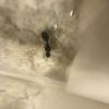 IMG 0499