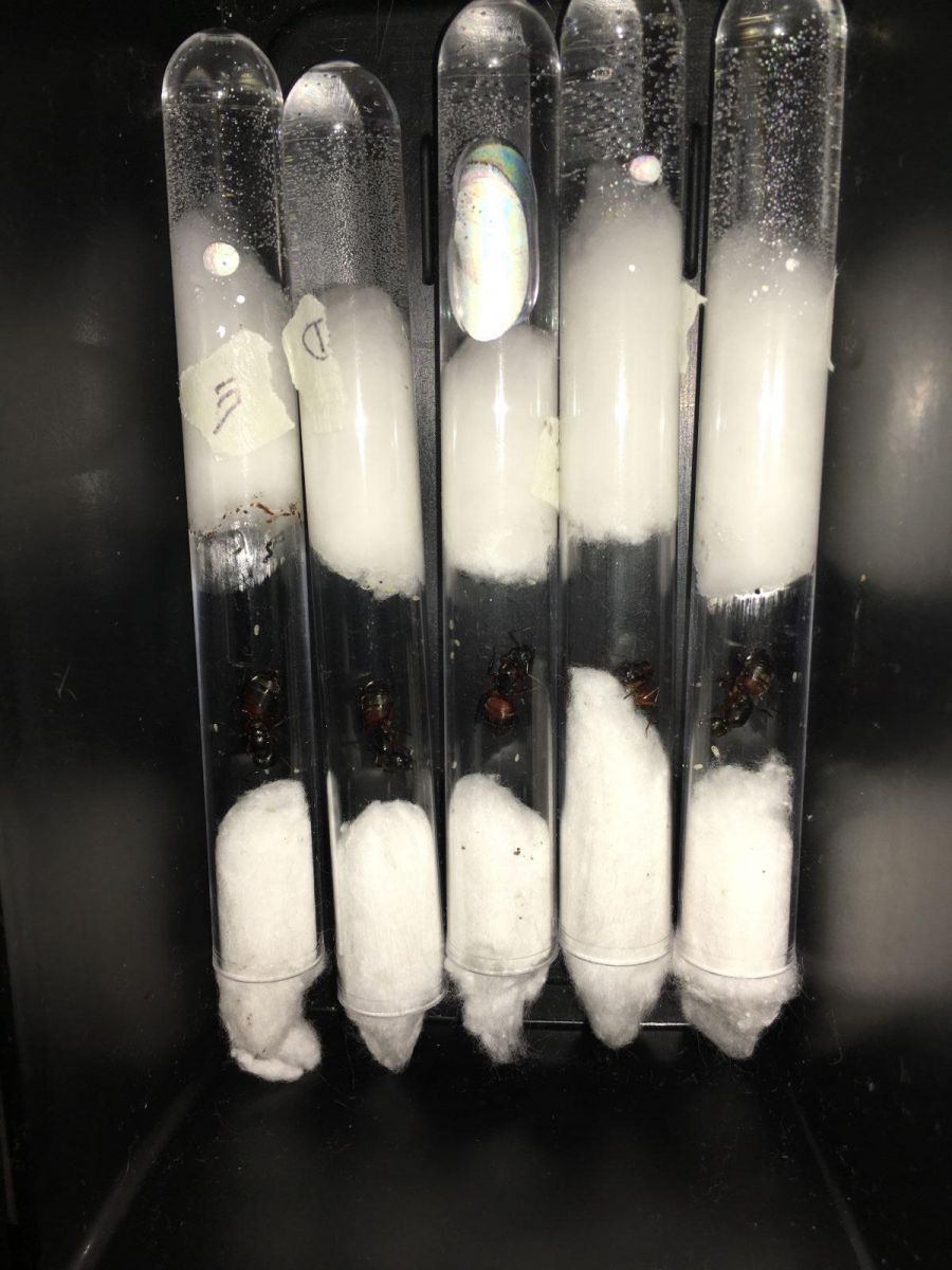 5 Queens in test tube set up in dark box