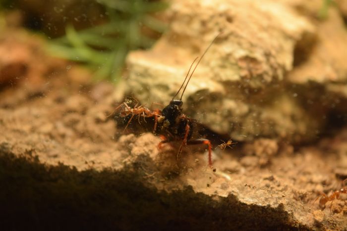 First Cockroach Meal