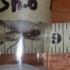 18mm Camponotus Floridanus