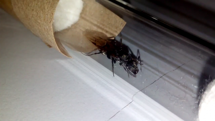 Camponotus Sp.1 [Queen] - Image 01