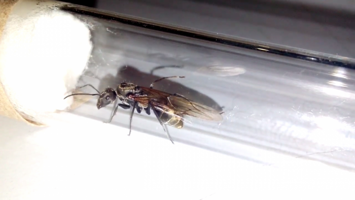Camponotus Sp.1 [Queen] - Image 02