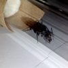 Camponotus Sp.1 [Queen] - Image 01