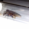 Camponotus Sp.1 [Queen] - Image 02