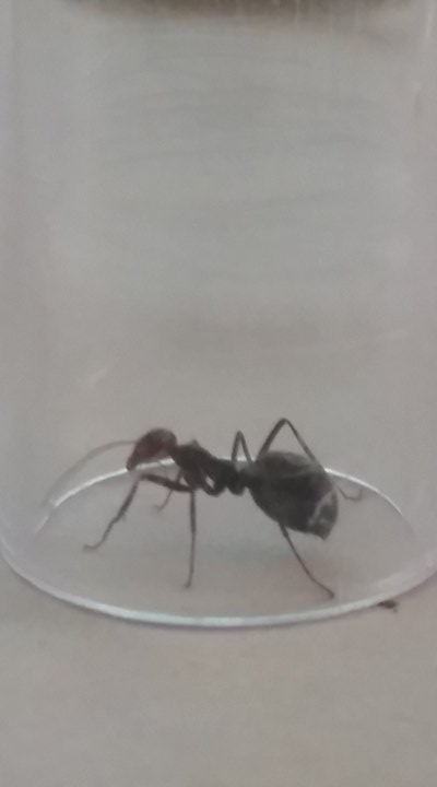 Ant 3 Ant 3
