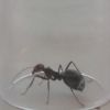Ant 3