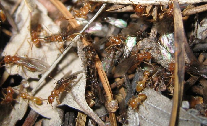 Nuptial flight 7/3/17 pic2