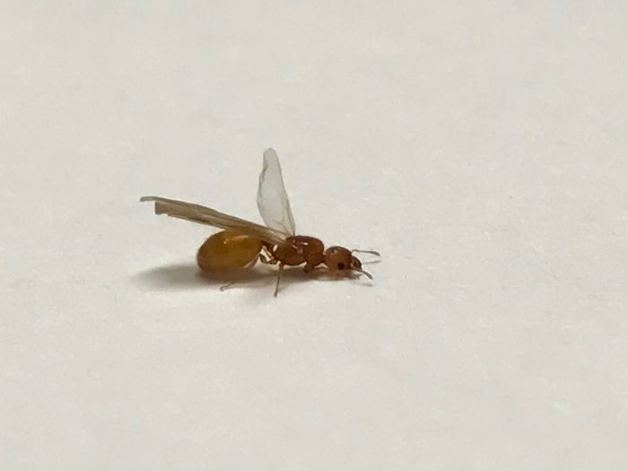 ANt 3 1 ANt 3 1