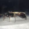 IMG 0965