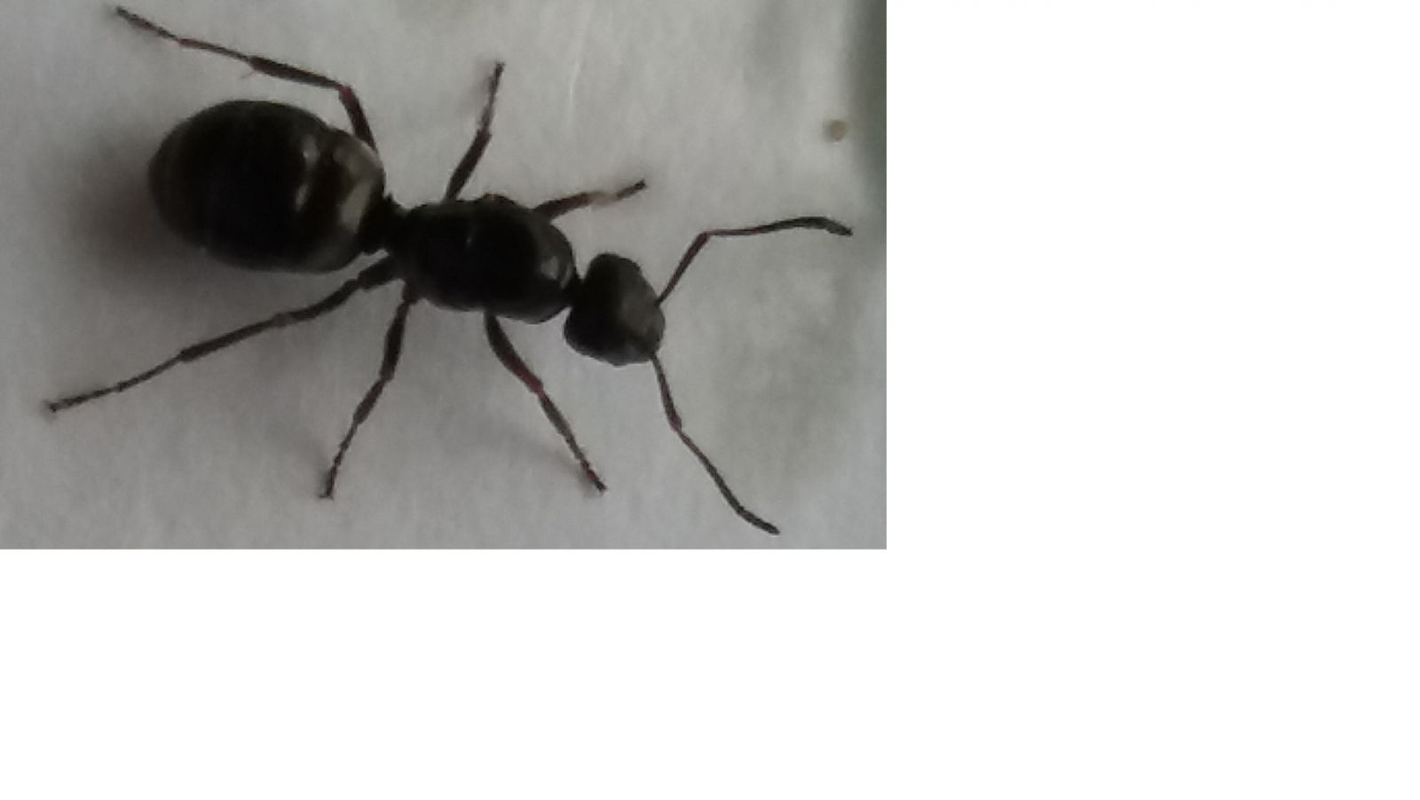 Ant Ant