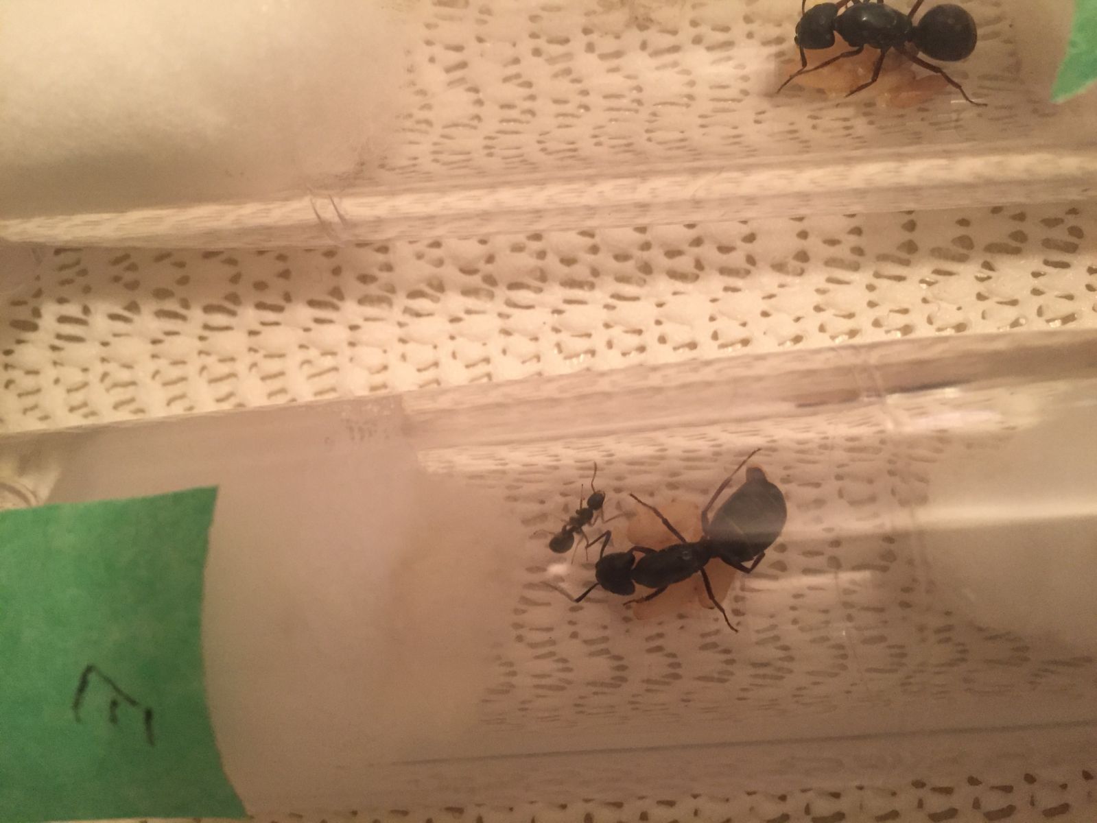 Camponotus Nanitics and collection