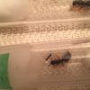 Camponotus Nanitics and collection