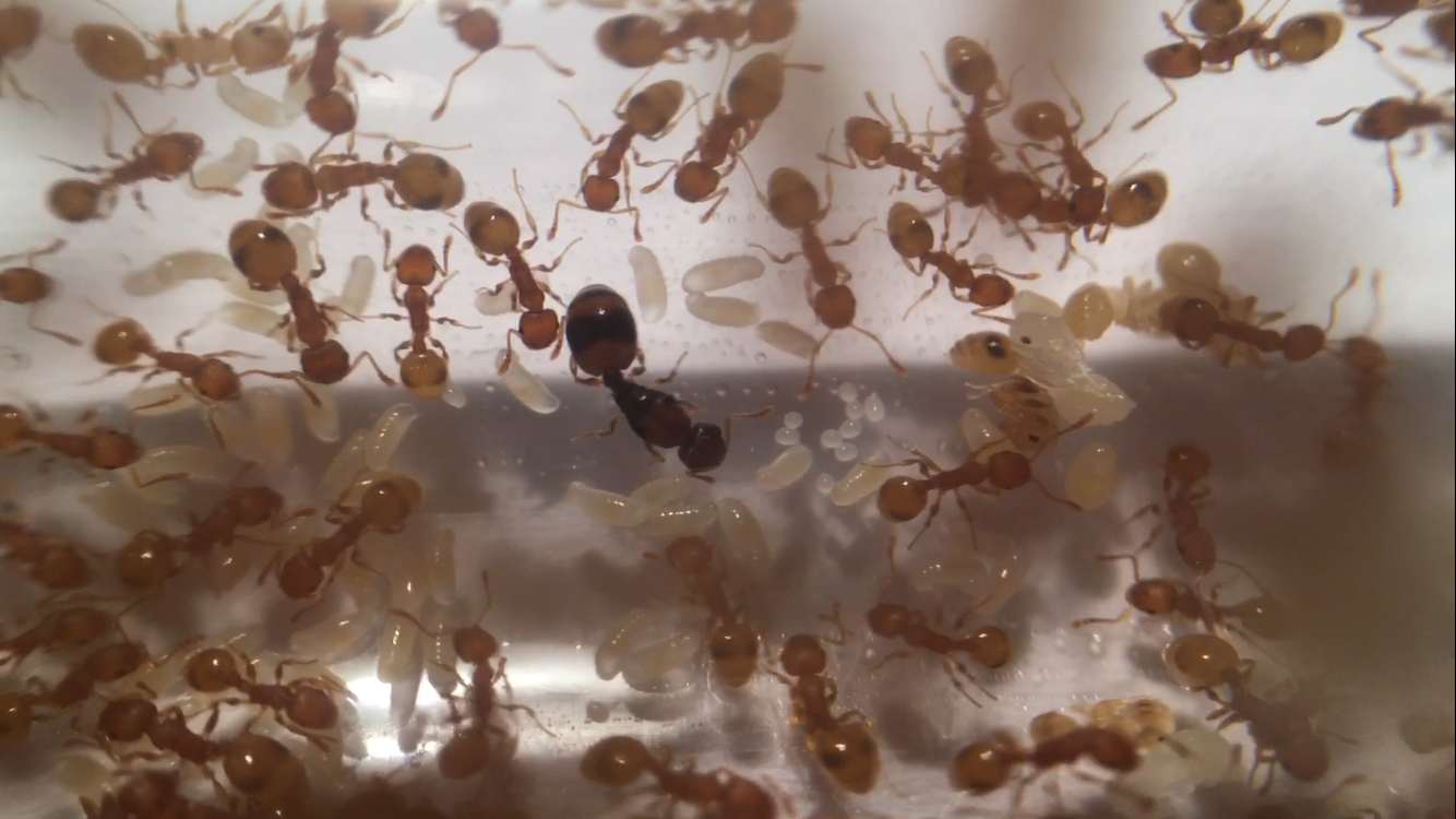 Queen with new eggs