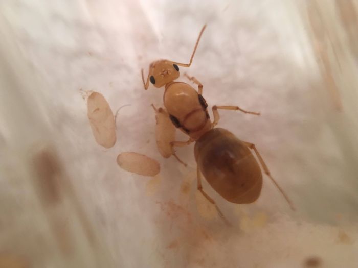 Myrmecocystus navajo 2