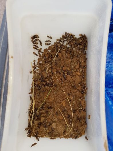 Unknown species