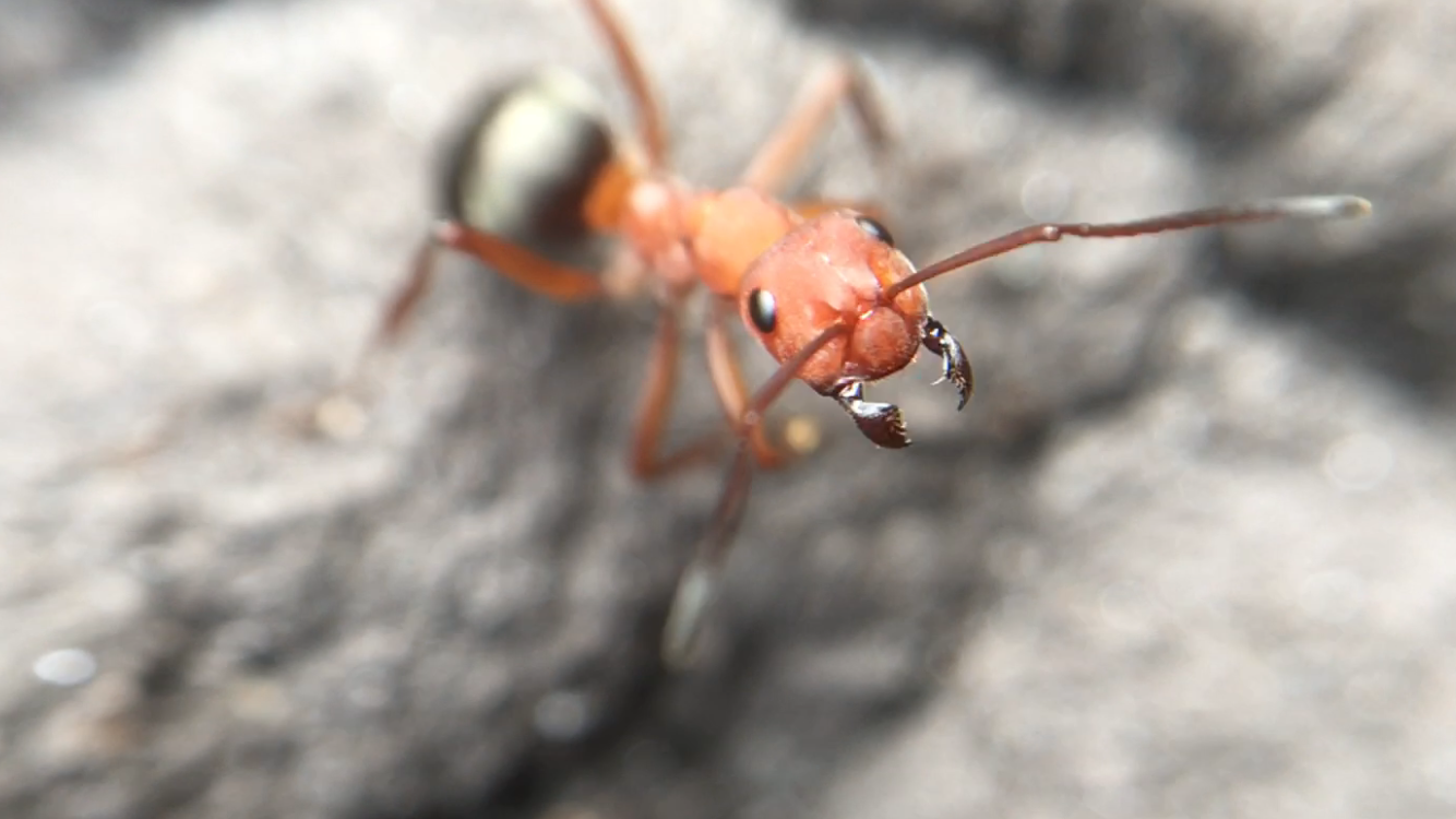 Formica integra