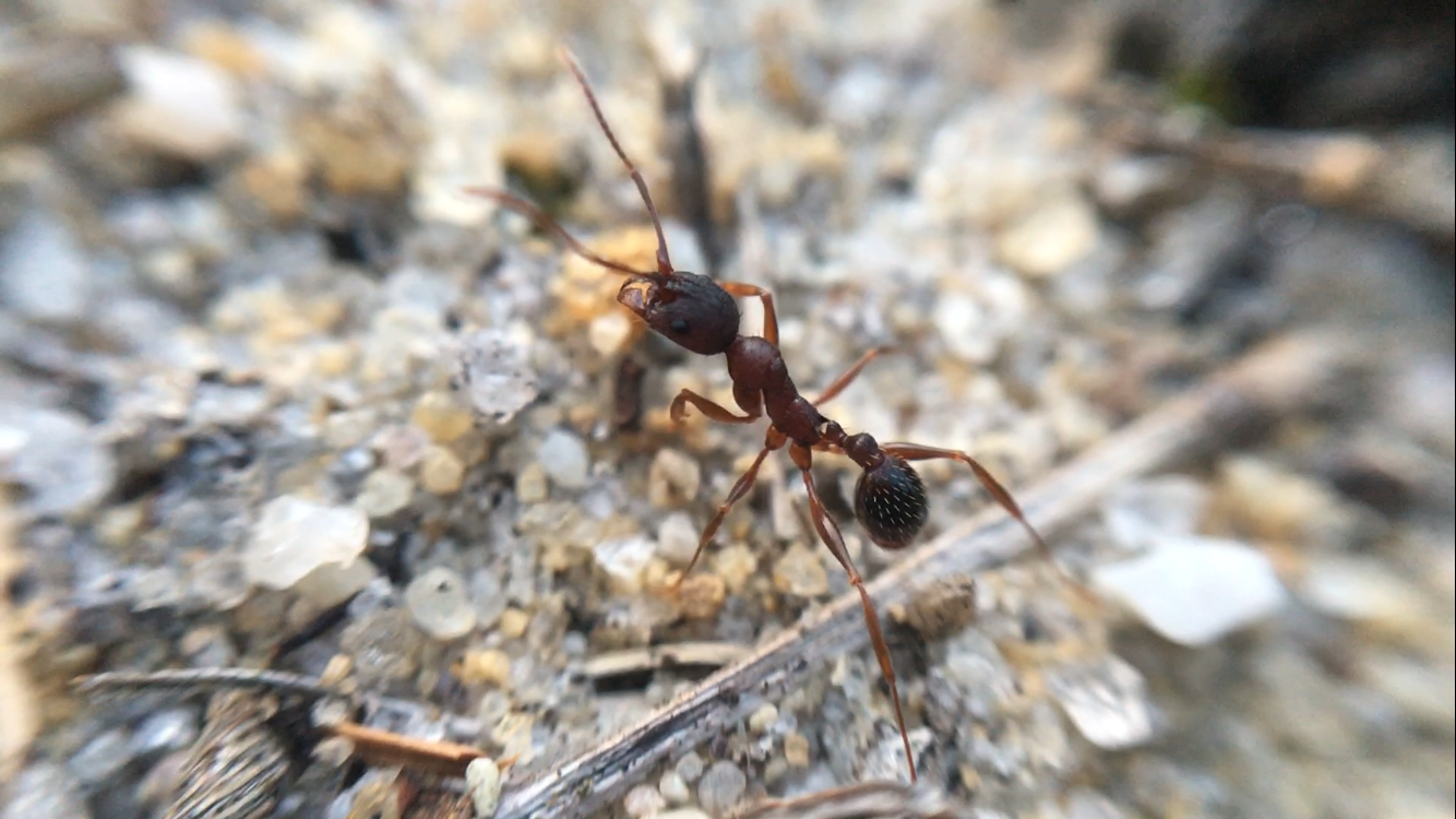 Aphaenogaster sp.