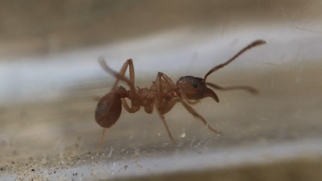 Trachymyrmex septentrionalis