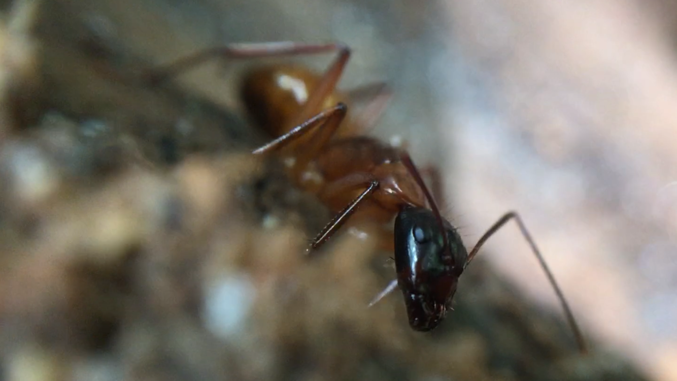 Camponotus americanus