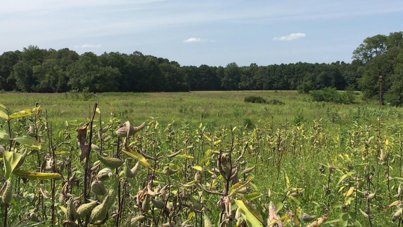 Turkey Swamp Field